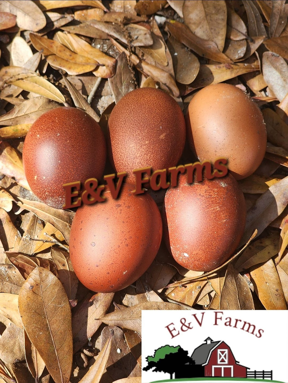 Thumbnail: (12) Black Copper Marans Hatching Eggs