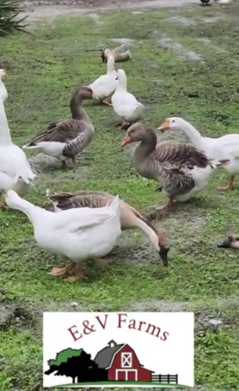 Thumbnail: Assorted Goose Breeds (2) Hatching Eggs