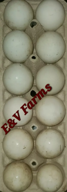 (12) Barnyard Mix Duck Breeds Hatching Eggs