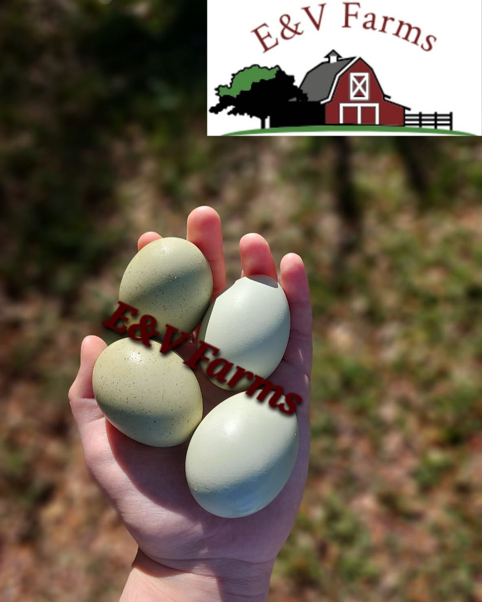 (12) Americana Hatching Eggs