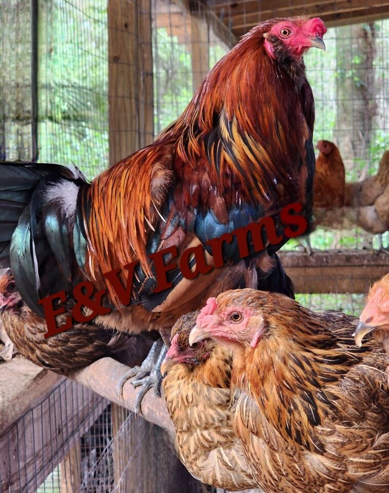 Thumbnail: (6) Americana Hatching Eggs