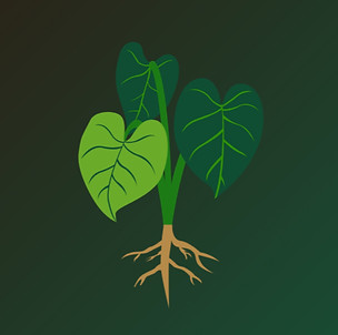 Kalo Plant Representing our Sponsors Investment