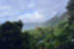 Lush_edited_edited.jpg