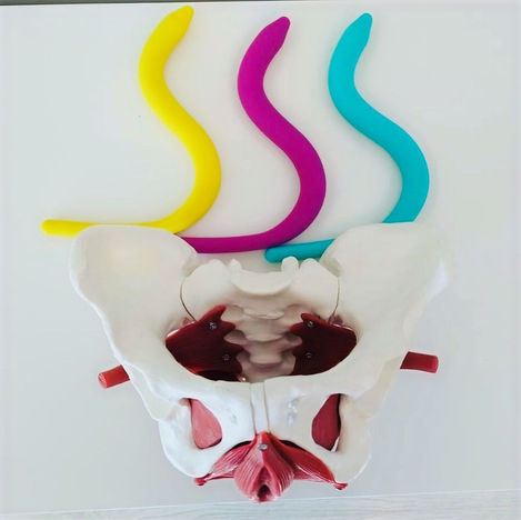 PELVIC WANG 🪱- MASAŻERY MIĘŚNI DNA MIEDNICY