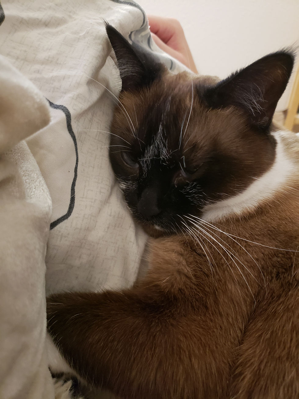 Sherlock has been stomping over us to get to the spot she wants to snuggle. Very different from the first few years we had her.