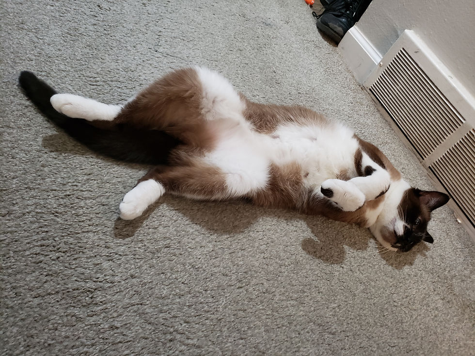 She's been laying on her back more and more. That fluffy belly is tempting but do I want to be bleeding again today?