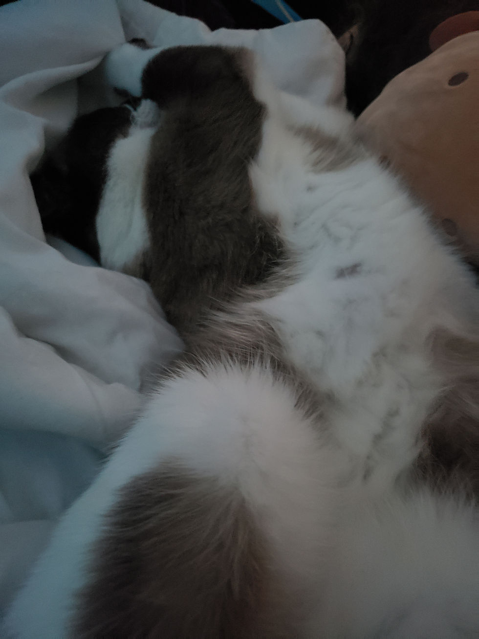 That fluffy belly is so tempting...