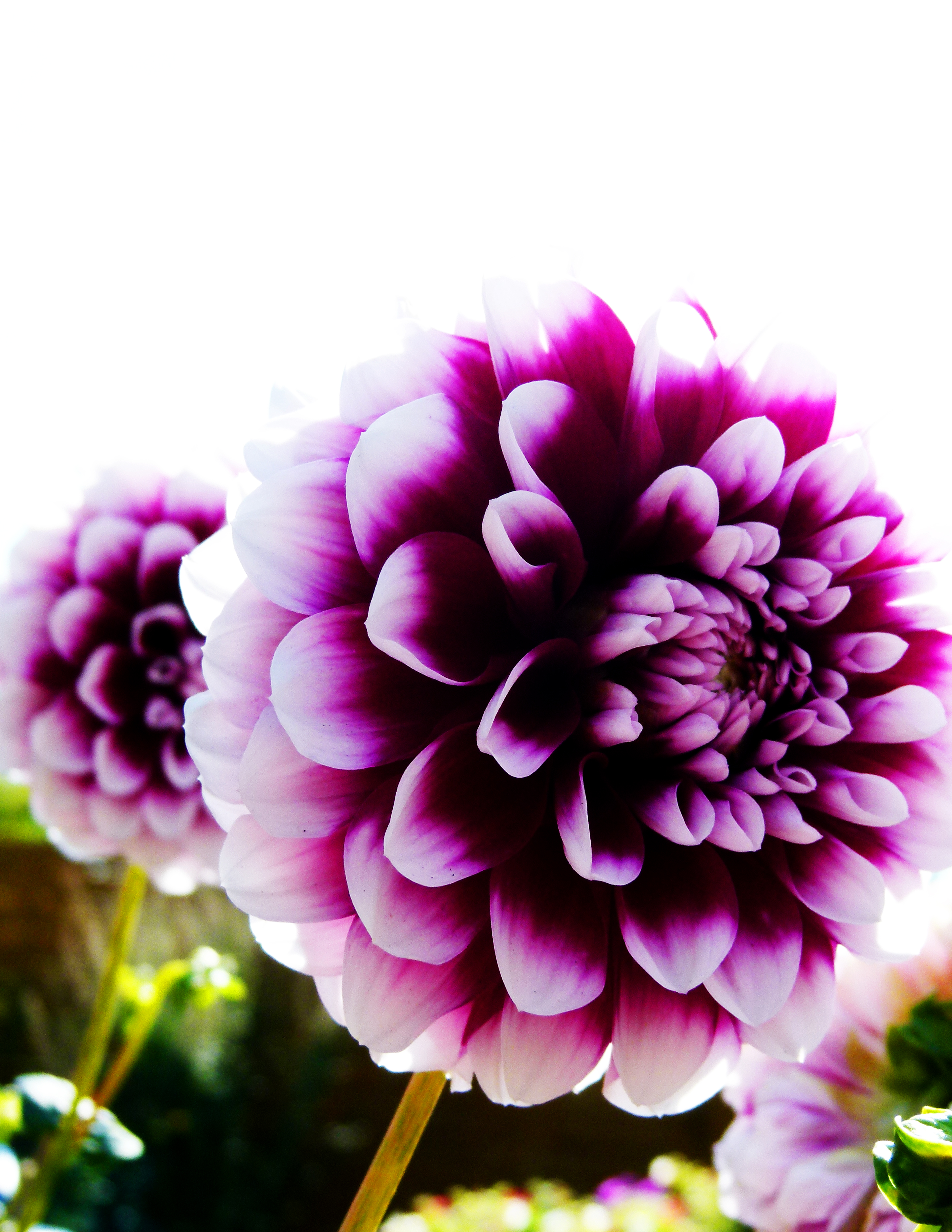 Blumen im Garten