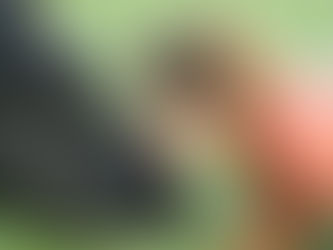 Is cow hugging the world's new wellness trend?