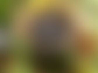 Coronavirus Treatment: Ayurveda More Powerful Than Traditional Medicines, Finds A Study