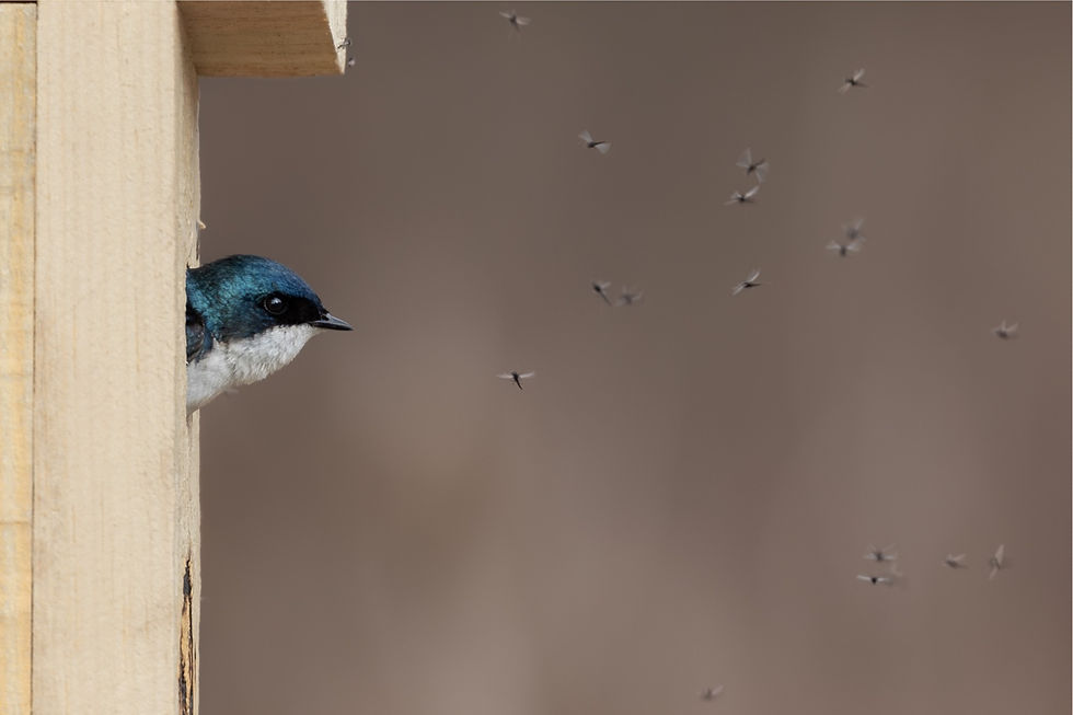 Birds feeding in a city garden, demonstrating coexistence and urban biodiversity.