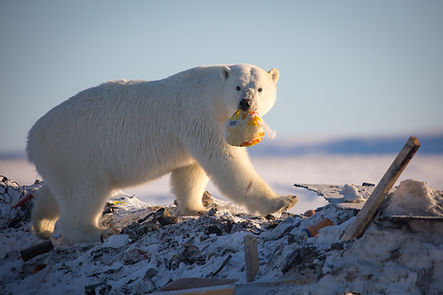 A polar bear carrying garbage in its mouth.
