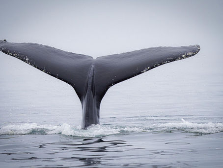 Whale tail