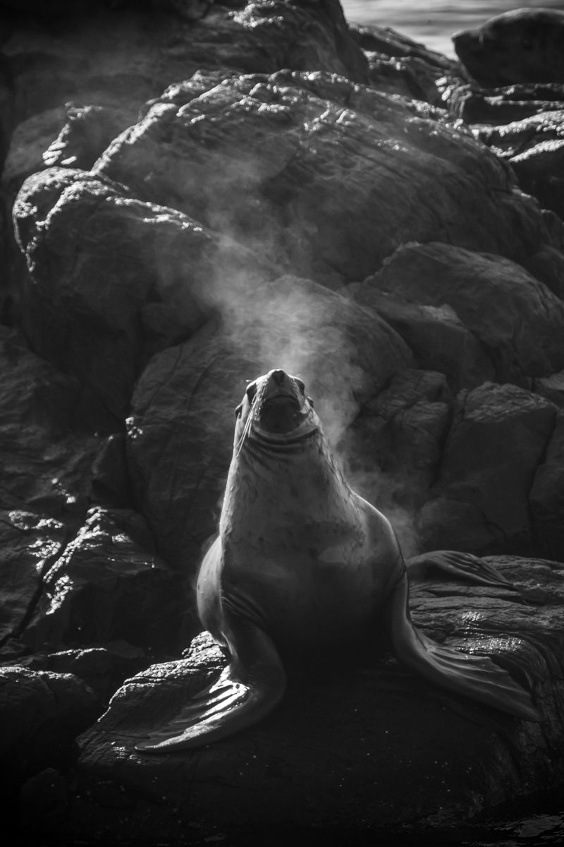 A black and white image of a sea lion standing on rocks with steam rising off its body.