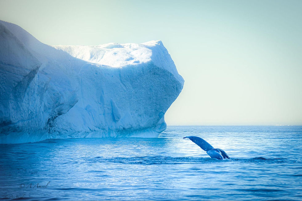 Whale tail emerges from icy blue sea near a large iceberg under a pale blue sky.