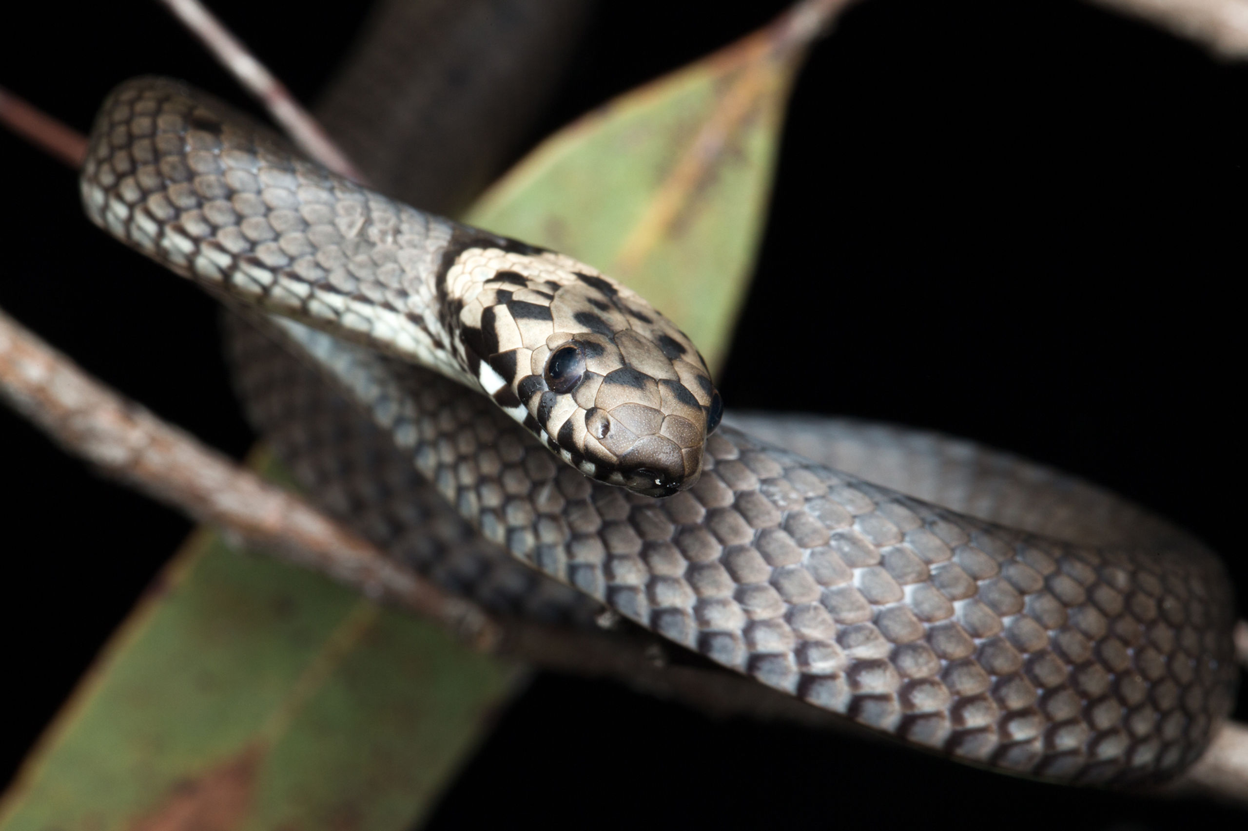 Pale-Headed Snake