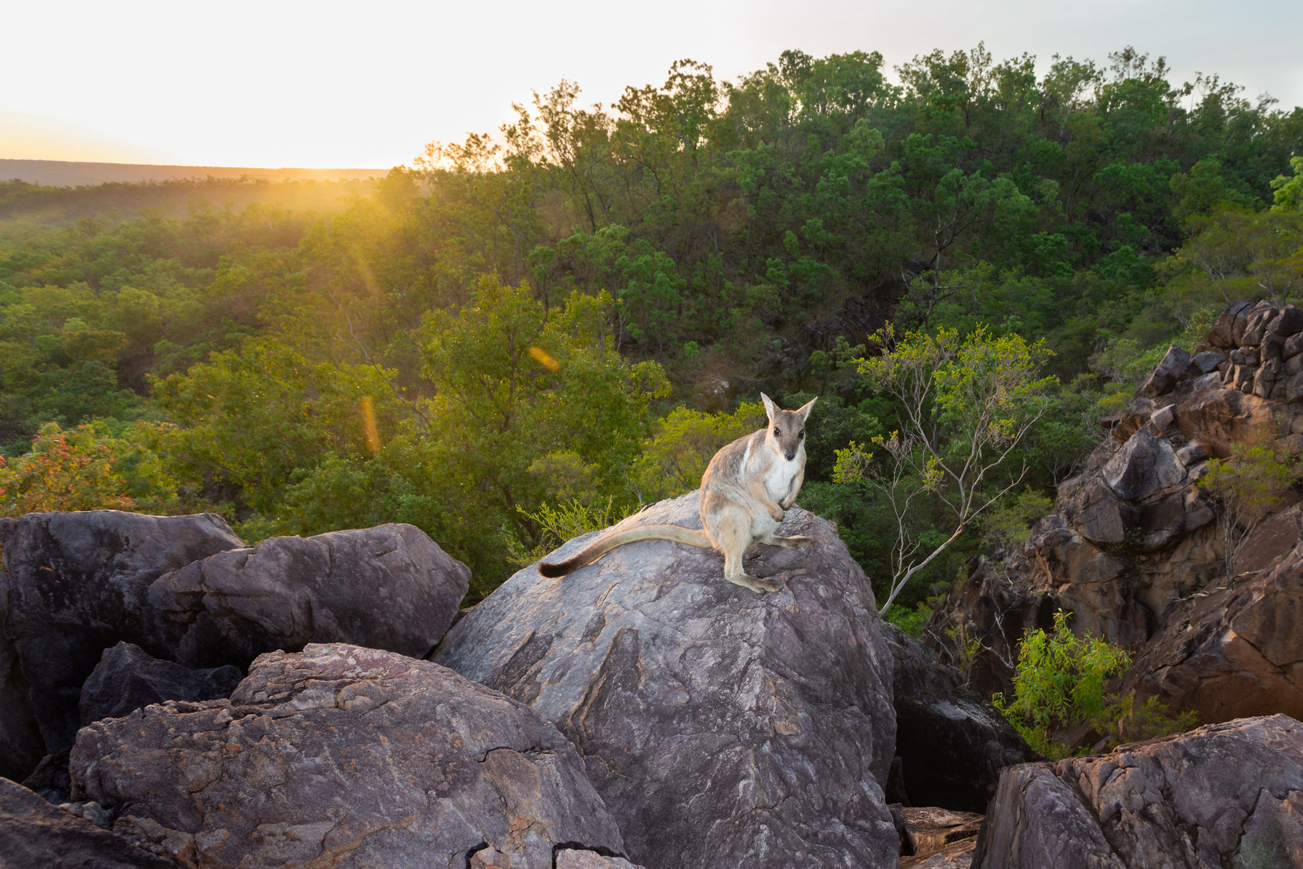Wilkins' Rock Wallaby Dawn