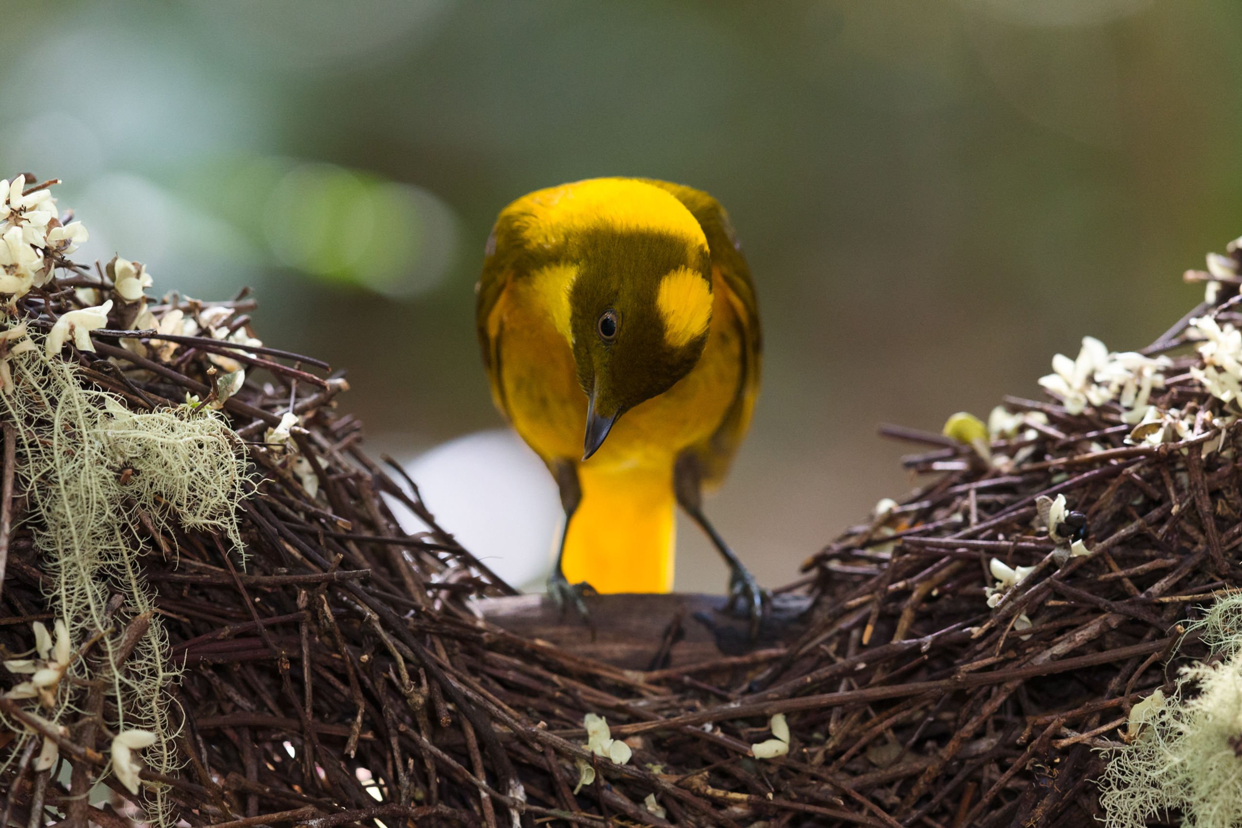 Golden Bowerbird