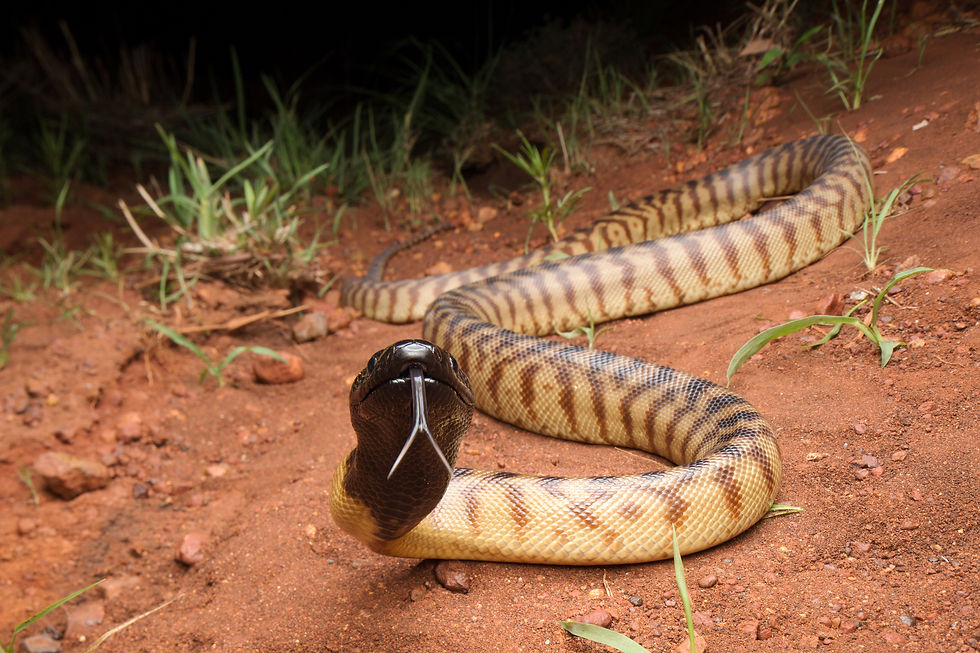 Black-Headed Python