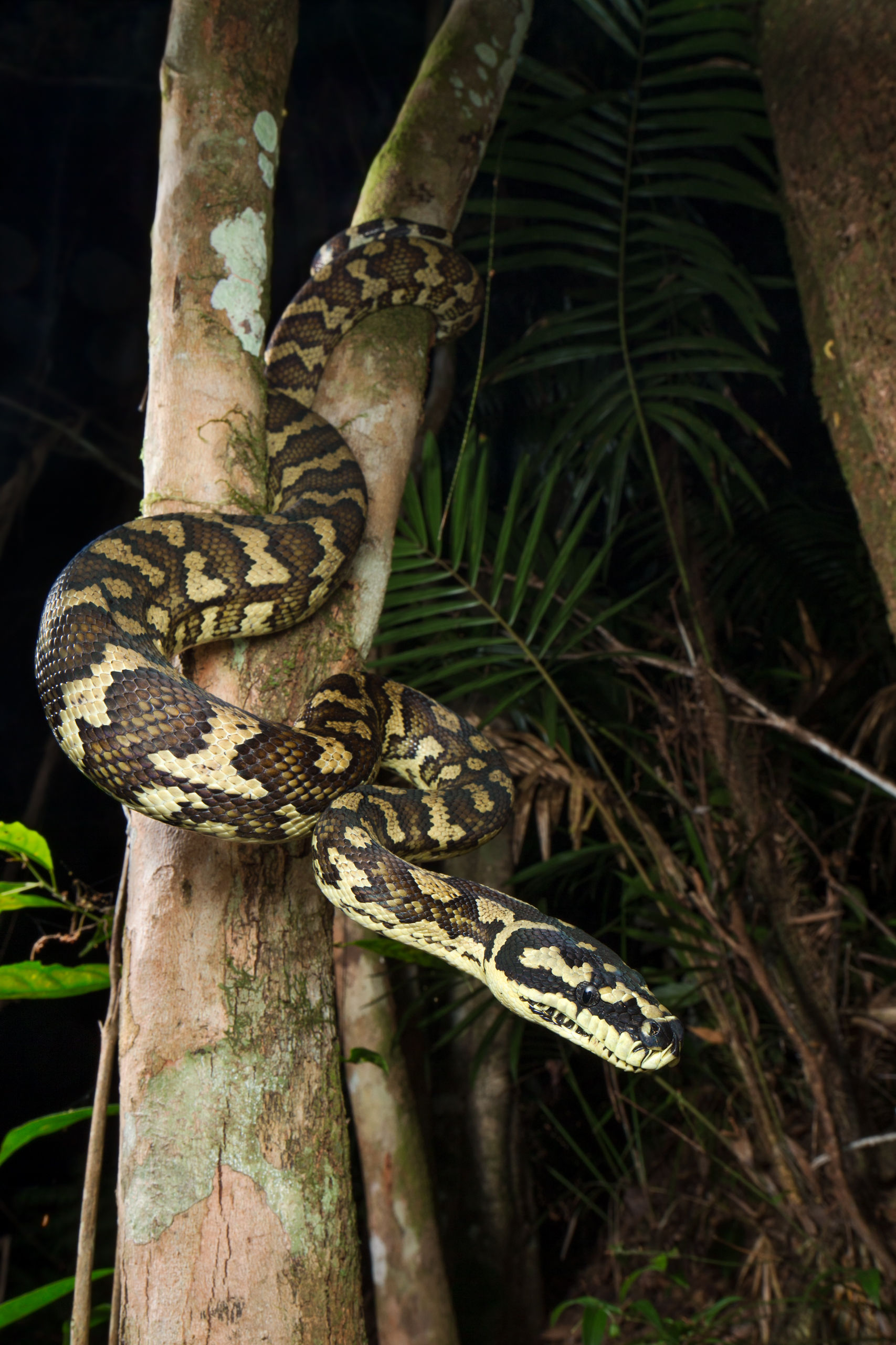 Carpet Python