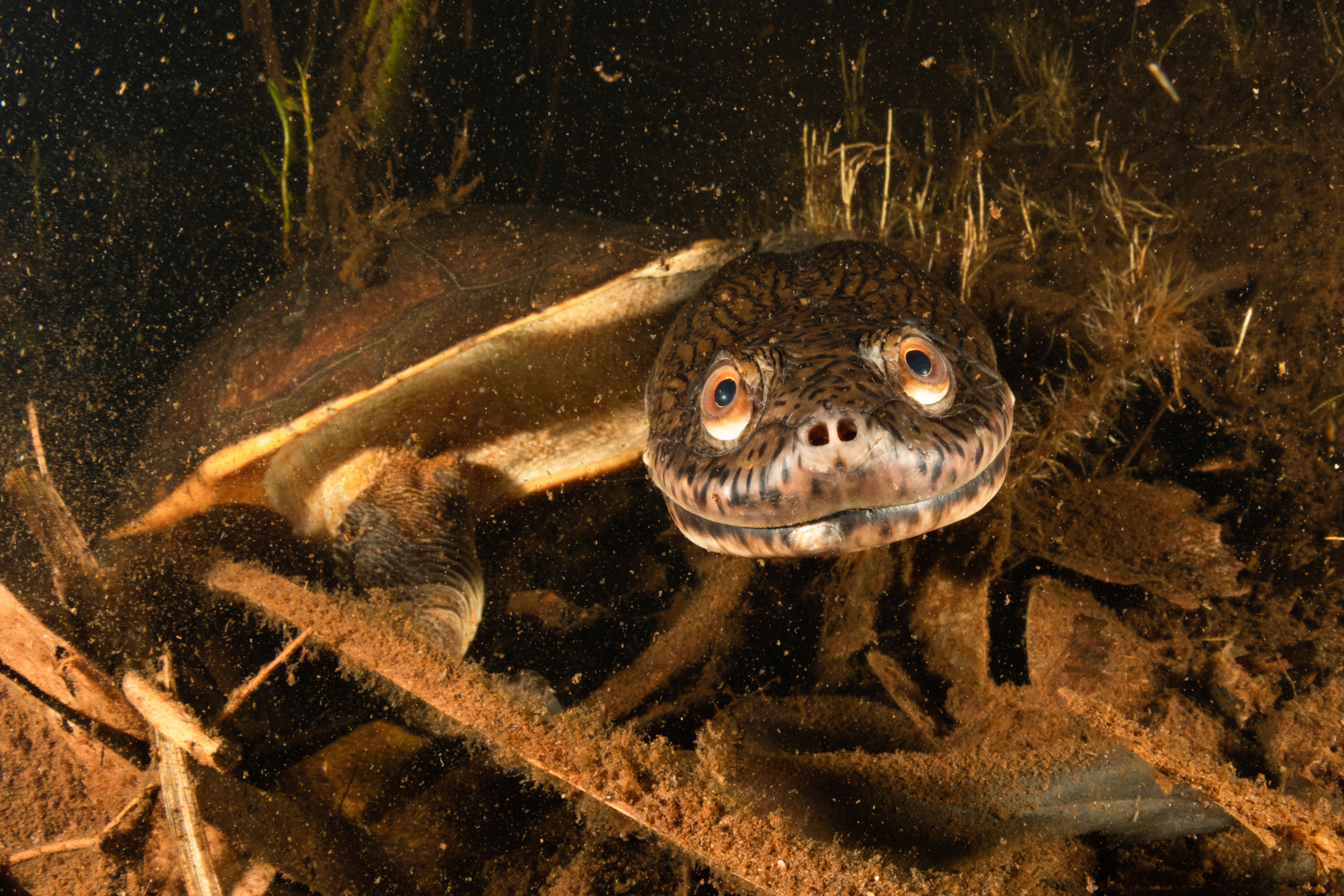 Northern Long-Necked Turtle