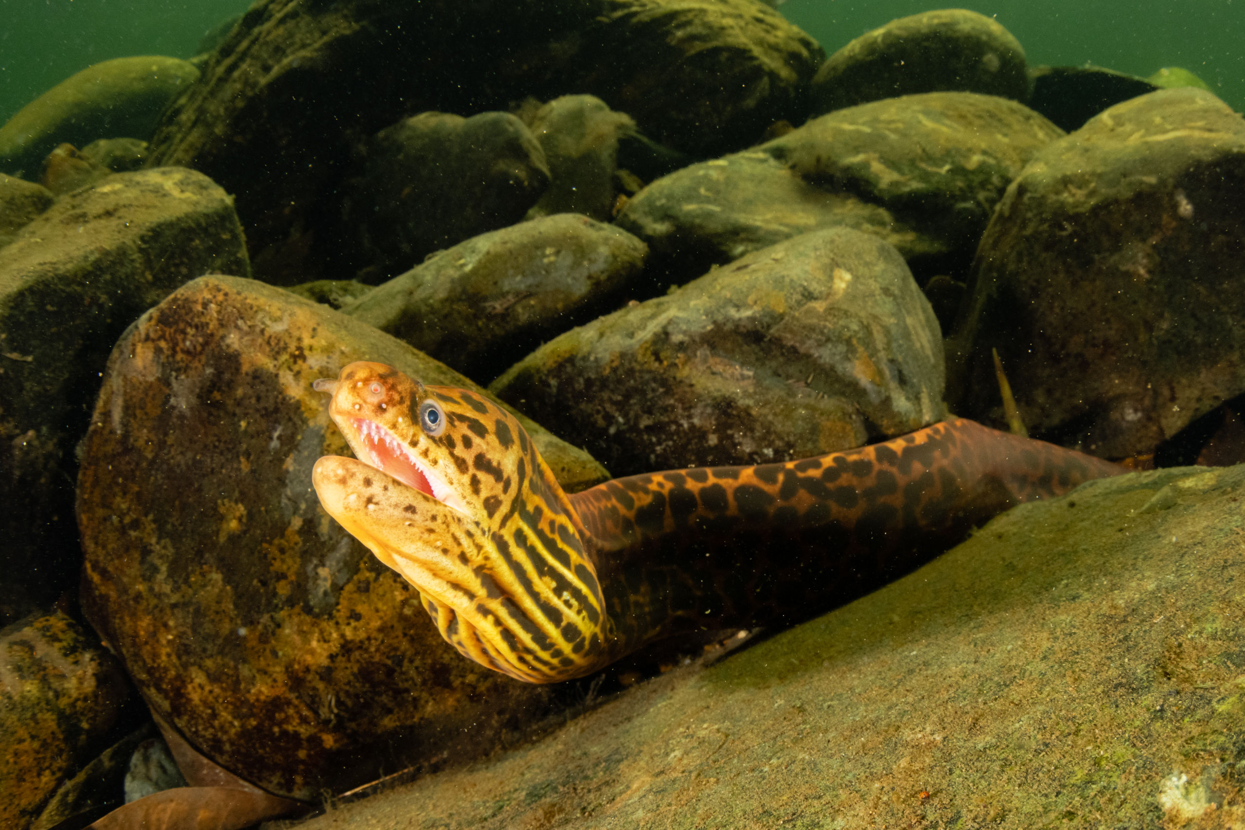Freshwater Moray Eel