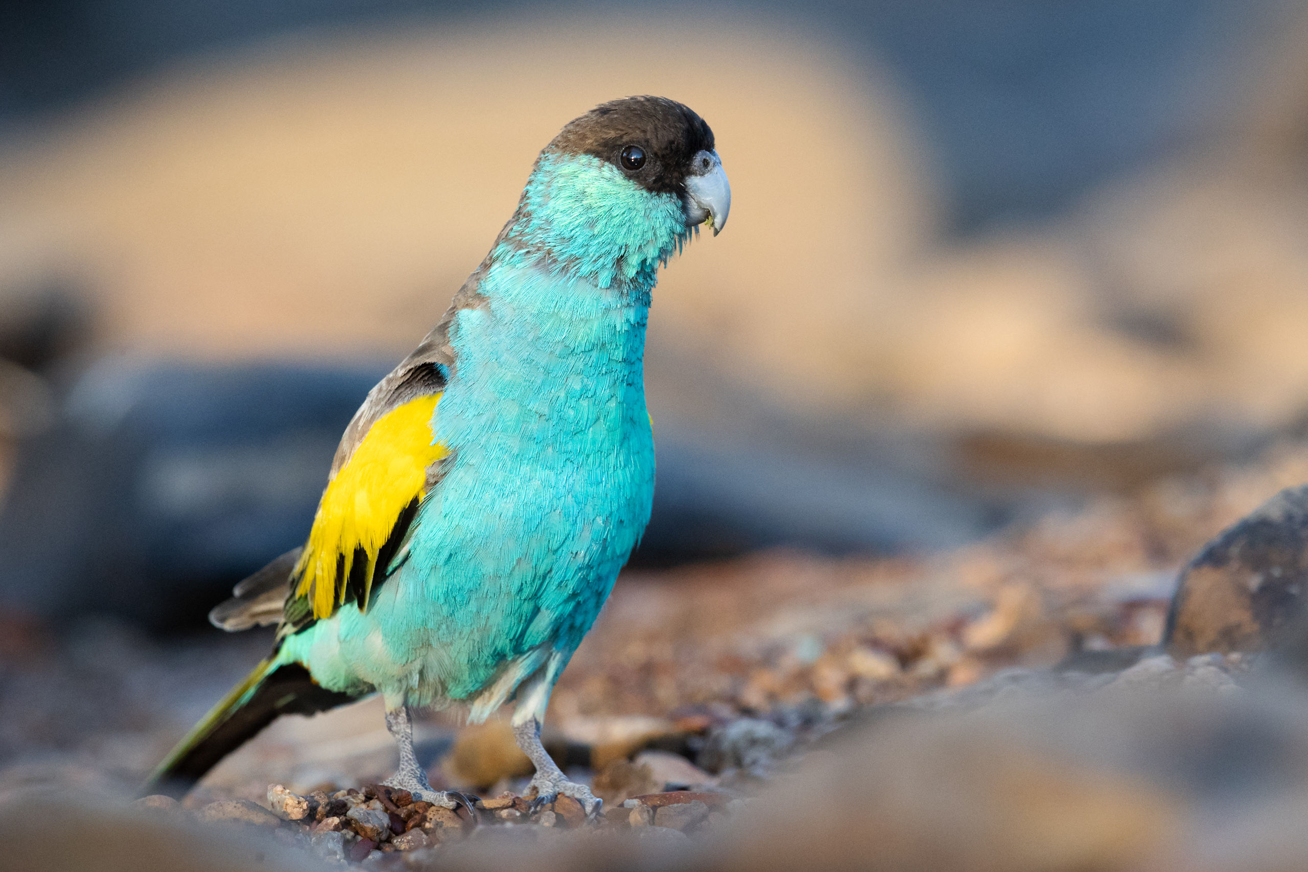 Hooded Parrot