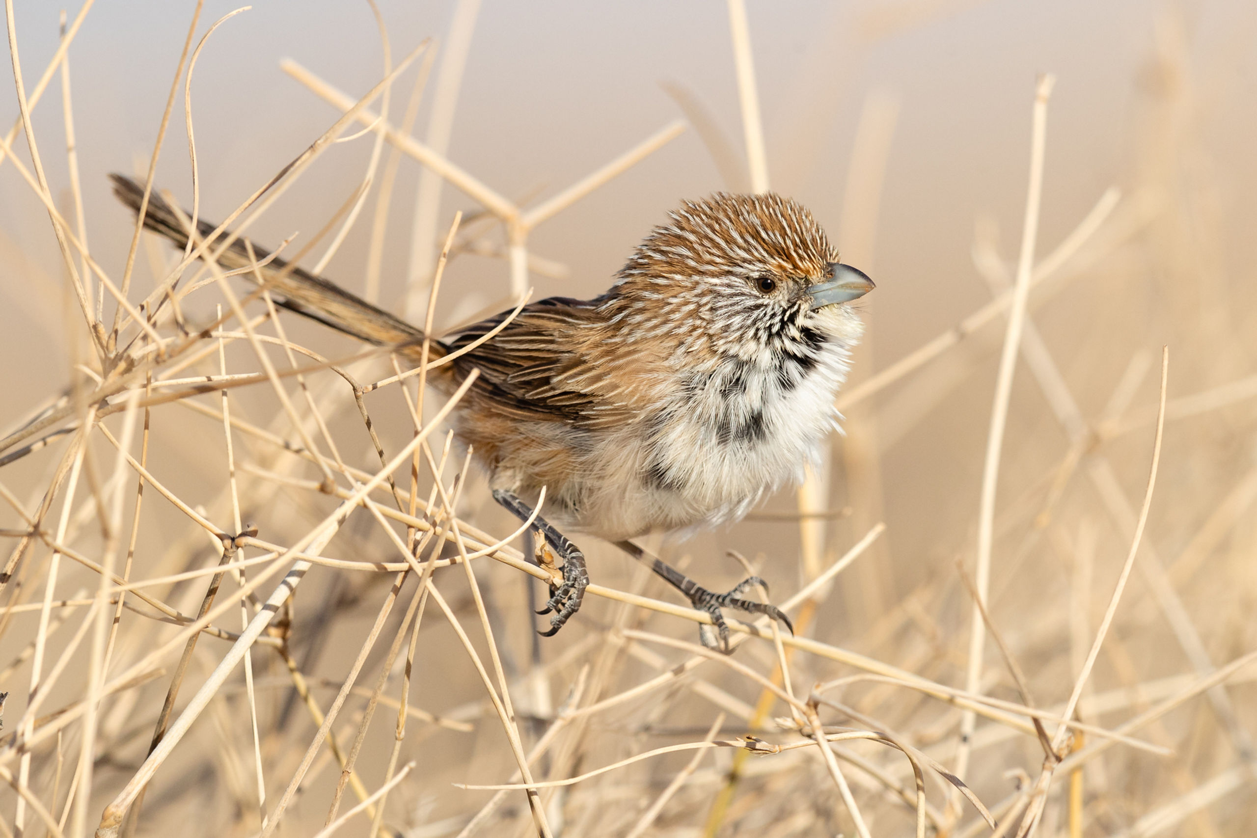 Eyrean Grasswren