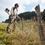 Thumbnail: Stihl FS 91