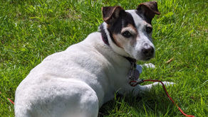 Jack Russel dog named Megan, Freds family pet