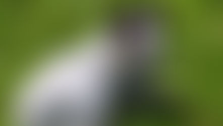 Jack Russel dog named Megan, Freds family pet