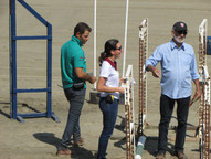 Cavalo Puro Sangue Lusitano – img 11