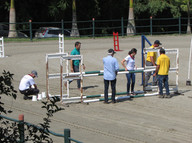 Cavalo Puro Sangue Lusitano – img 8