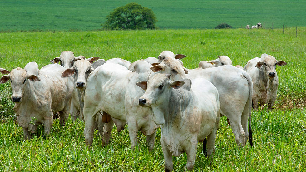 A Importância da Gestão do Fluxo de Caixa na Pecuária de Corte