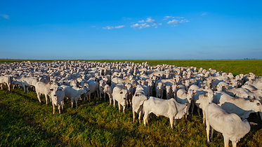 cria recria engorda ciclo completo