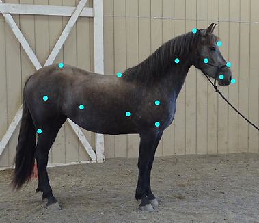 the 15 buttons of Horse Speak
