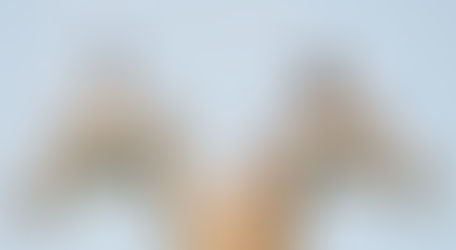 The Kruger National Park