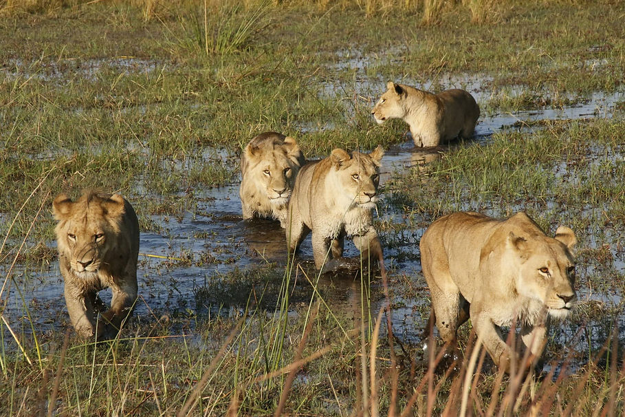 Lions walking through water.jpg