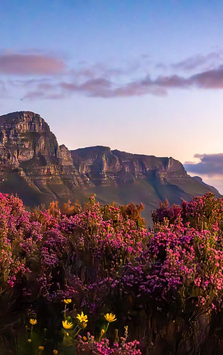 Mountain with flowers infront of it .jpg