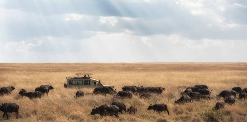 Tanzania's Serengeti in pictures