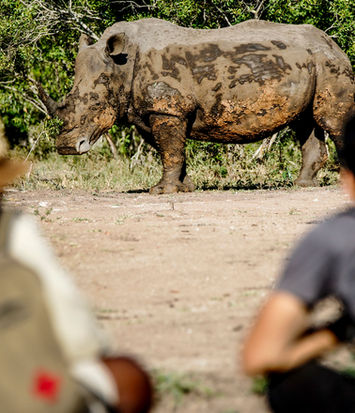 Viewing a rhino from foot