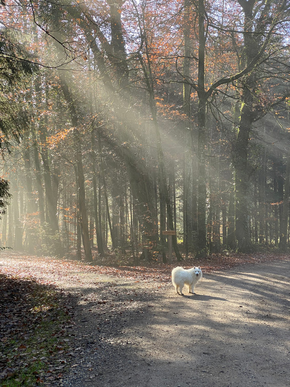Trust Technique®, Vertrauen mit eigenem Hund