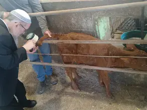 הקשר בין פרה אדומה לאירועי המדבר - לפרשת חוקת ה'תשפ"ו