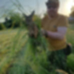 Fig. 2 Fawn held with gloves and grass. (by Jens Gebhardt all rights reserved)