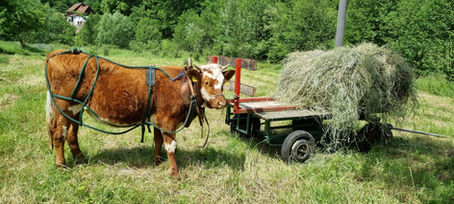 Grower Intro "Koch Family Farm" (GER)