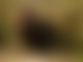 A Year On The Field Project - Conclusion