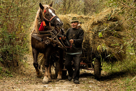 A Year On The Field Project - Conclusion