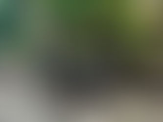 Le bruit des oiseaux.