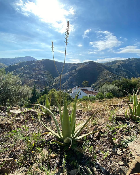 finca.JPG
