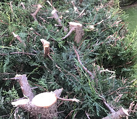 Hedge cut reduction to conifers reigate